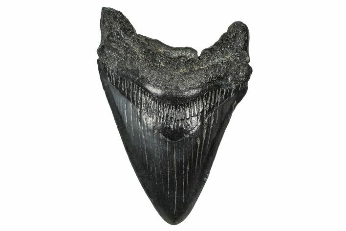 Fossil Megalodon Tooth - South Carolina #374238